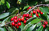 Cherry harvest | Stock Foto