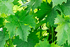 Weinblätter | Stock Foto