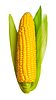 Corn ear