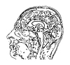 Topographic map MRI of human brain