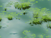Seamless pond water | Stock Illustration
