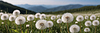 Photo 300 DPI: dandelions blowballs