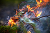 Incendios forestales | Foto de stock