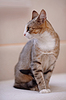 Multi-colored cat | Stock Foto