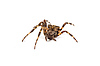 Photo 300 DPI: Spider