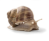 Garden snail | Stock Foto