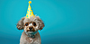 Dog celebrating birthday wearing cone hat. Happy | Stock Illustration