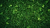 Hierba verde fresca con cuchillas afiladas en natural | Foto de stock
