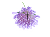 Purple flowers of bastard | Stock Foto