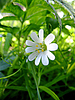 Bosque, flor blanca | Foto de stock