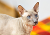 Gato sin pelo | Foto de stock