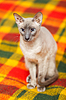 Gato sin pelo | Foto de stock