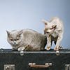 Dos gatos | Foto de stock