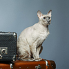 Peterbald Cat | Foto de stock