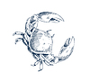 Vector clipart: Crab Crustacean Sea Creature Sketch Style Poster