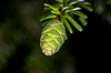 Hemlock canadiense | Foto de stock