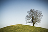 Leafless tree | Stock Foto