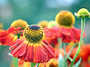 Helenium | Фото
