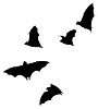 Photo 300 DPI: bats