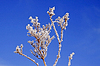 Gefrorener Strauch im Winter | Stock Foto