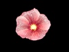 Alcea, fondo negro | Foto de stock