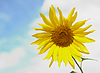 Girasoles | Foto de stock