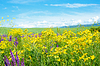 Paisaje de verano | Foto de stock