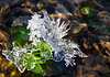 Eiskristall | Stock Foto