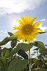Sonnenblumen | Stock Foto