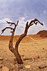 Árbol seco | Foto de stock