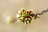 Blooming leaves in spring on tree branch  | Stock Foto