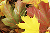 Autumn background | Stock Foto