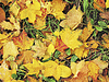 Background of bright leaves | Stock Foto