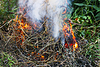Trockenes Gras brennt im Wald | Stock Foto