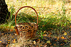 Recoger setas en el bosque de otoño | Foto de stock
