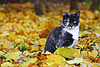 Katze sitzt unter hell gefallenen Herbstblättern | Stock Foto