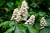 Branch of chestnut tree with flowers | Stock Foto