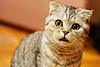 Portrait of frightened gray cat | Stock Foto