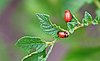 Dos larvas de escarabajo de la patata de Colorado | Foto de stock