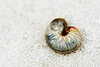Larva | Foto de stock