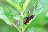 Larvas de escarabajo de la patata de Colorado | Foto de stock