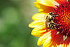 Bee on flower  | Stock Foto