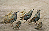 Starlings and sparrows | Stock Foto