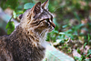 Bozal gato gris sentado de lado | Foto de stock