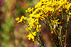 Blooming Hypericum is among grass in meadow | Stock Foto