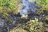Beginn des Feuers im Wald | Stock Foto