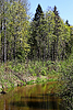 Frühling am Flussufer | Stock Foto