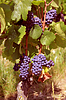 ID 4372555 | Vine | High resolution stock photo ID 4372555 | Vine | High resolution stock photo | CLIPARTO