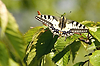 Butterfly | Stock Foto