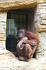 Monkey | Stock Foto